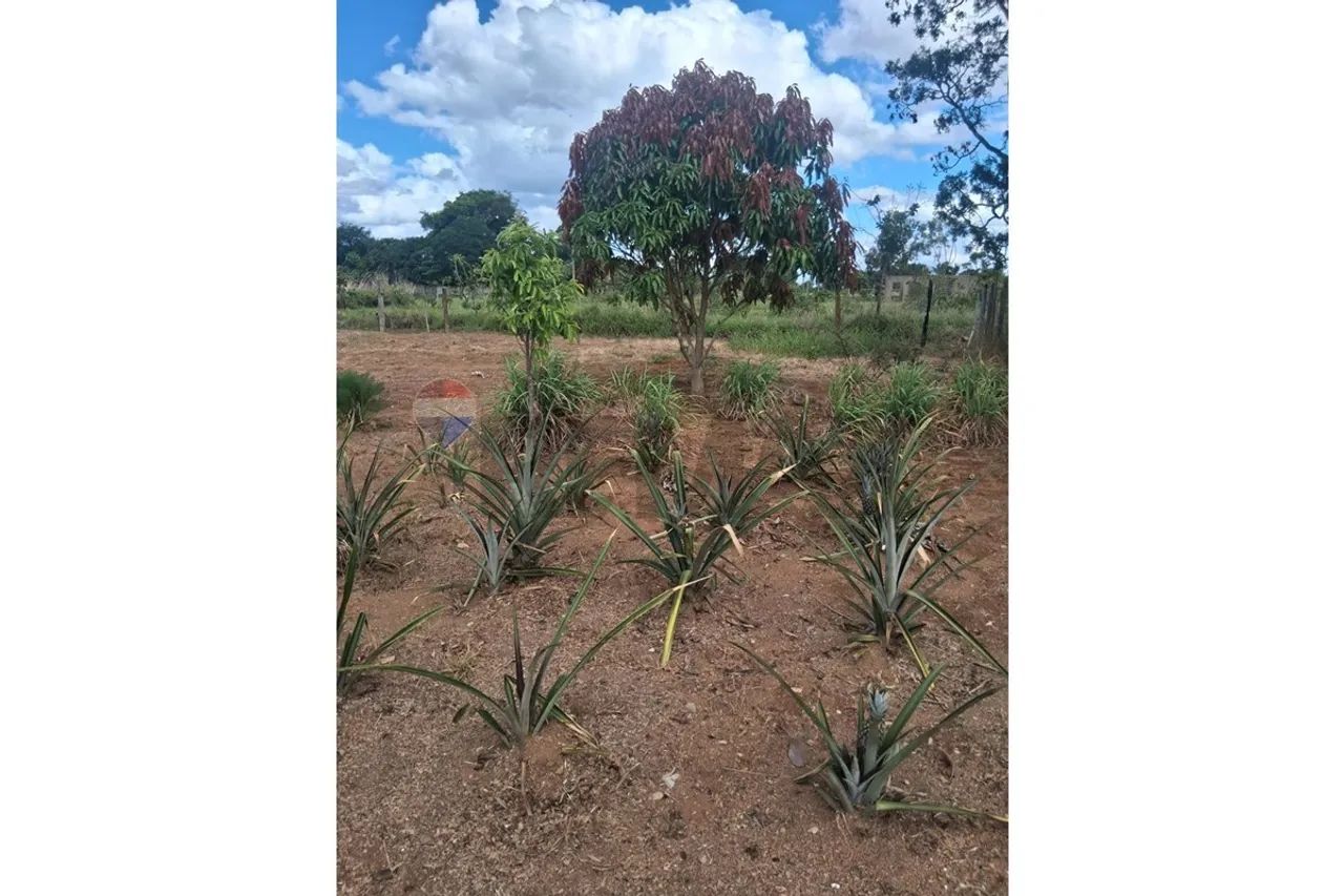 Chácara Produtiva à Venda em Uberaba, MG! - Foto 3