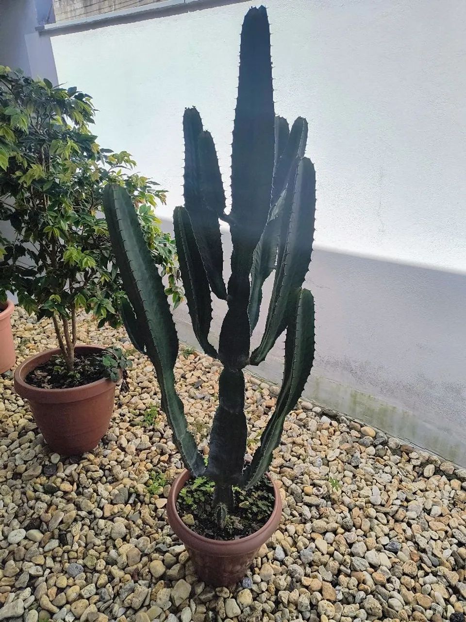 Cactos 