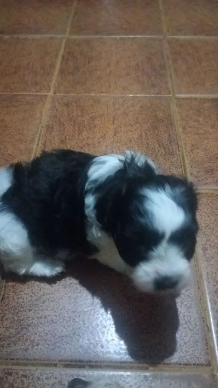 Lindo filhotes poodle 