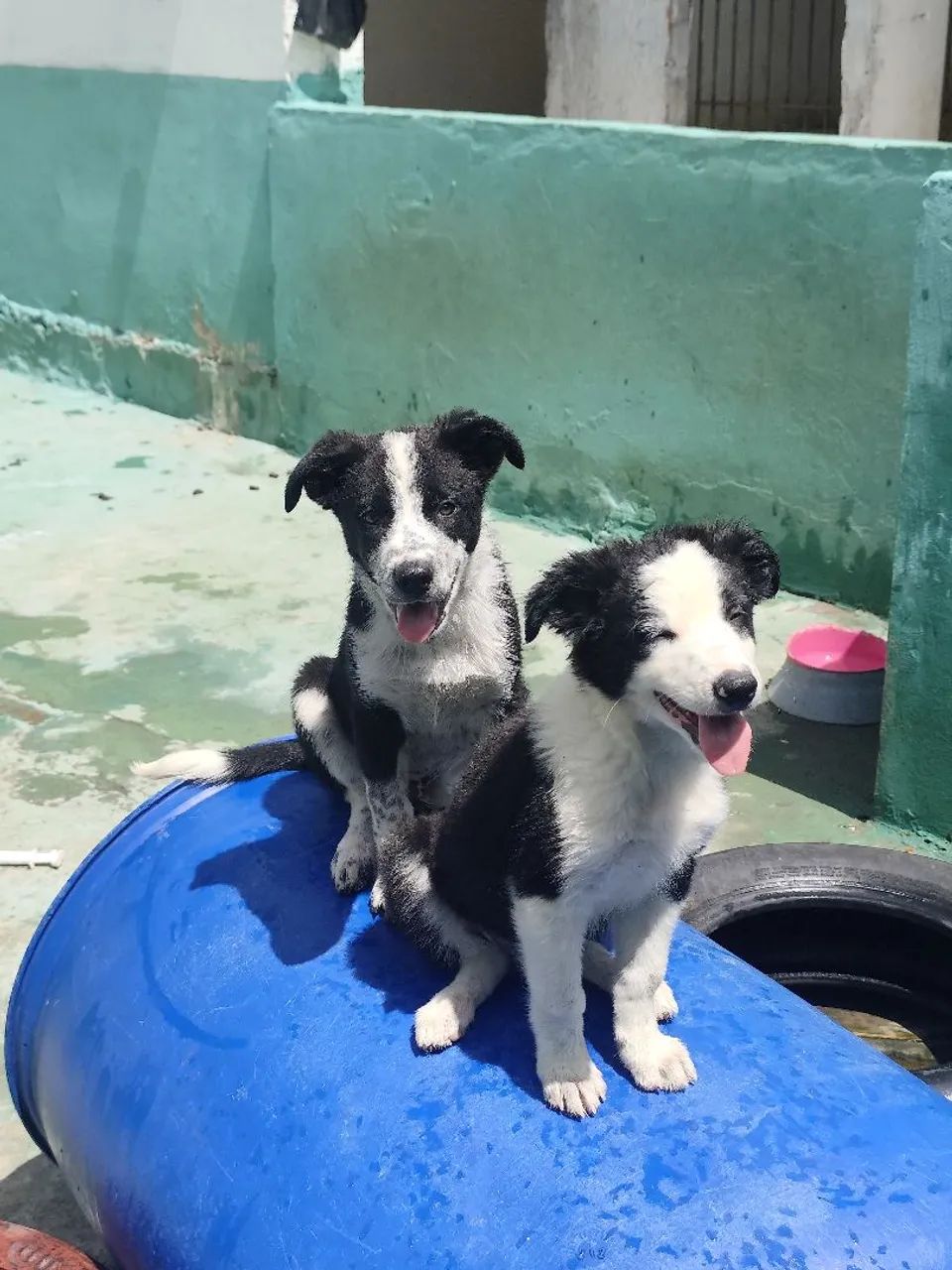 BORDER COLLIE - Foto 2