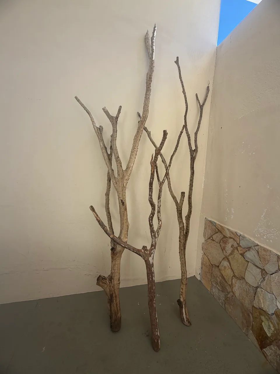 Galhos jabuticaba  - Foto 4