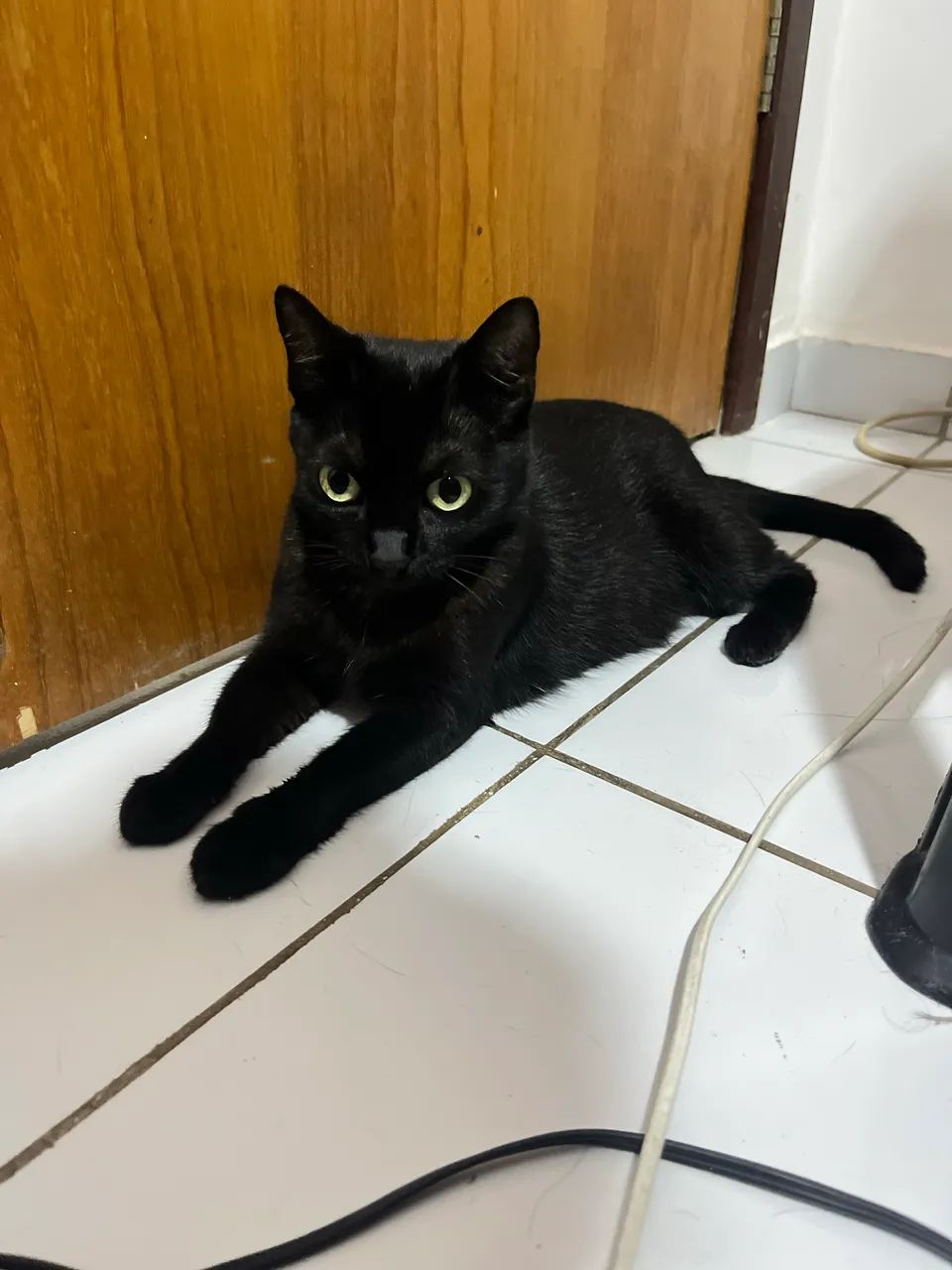Doação de gata