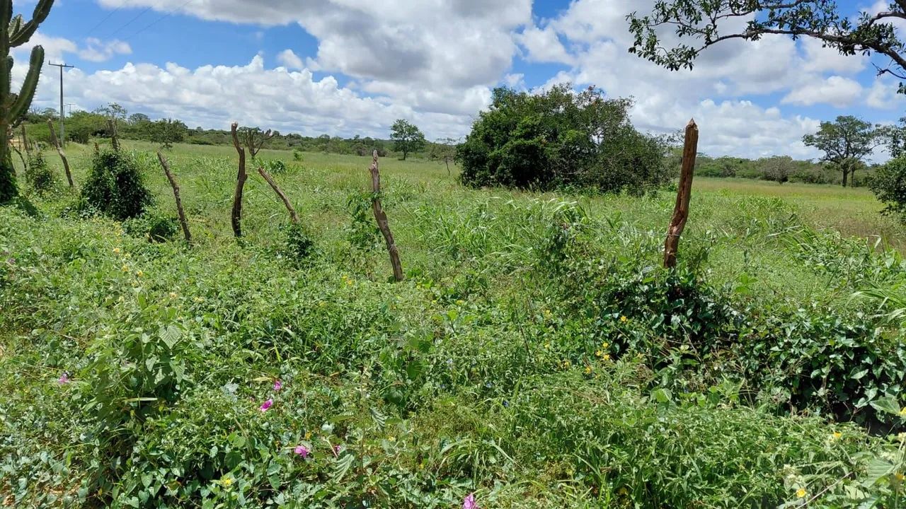 Fazenda em Morro do chapeu - Foto 4