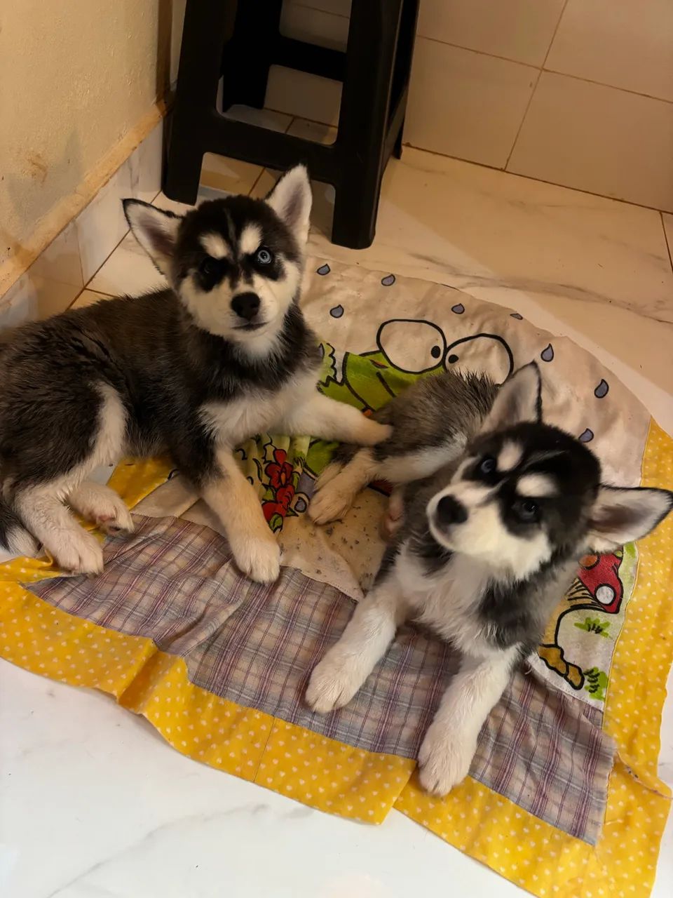 Husky Siberiano - Foto 2