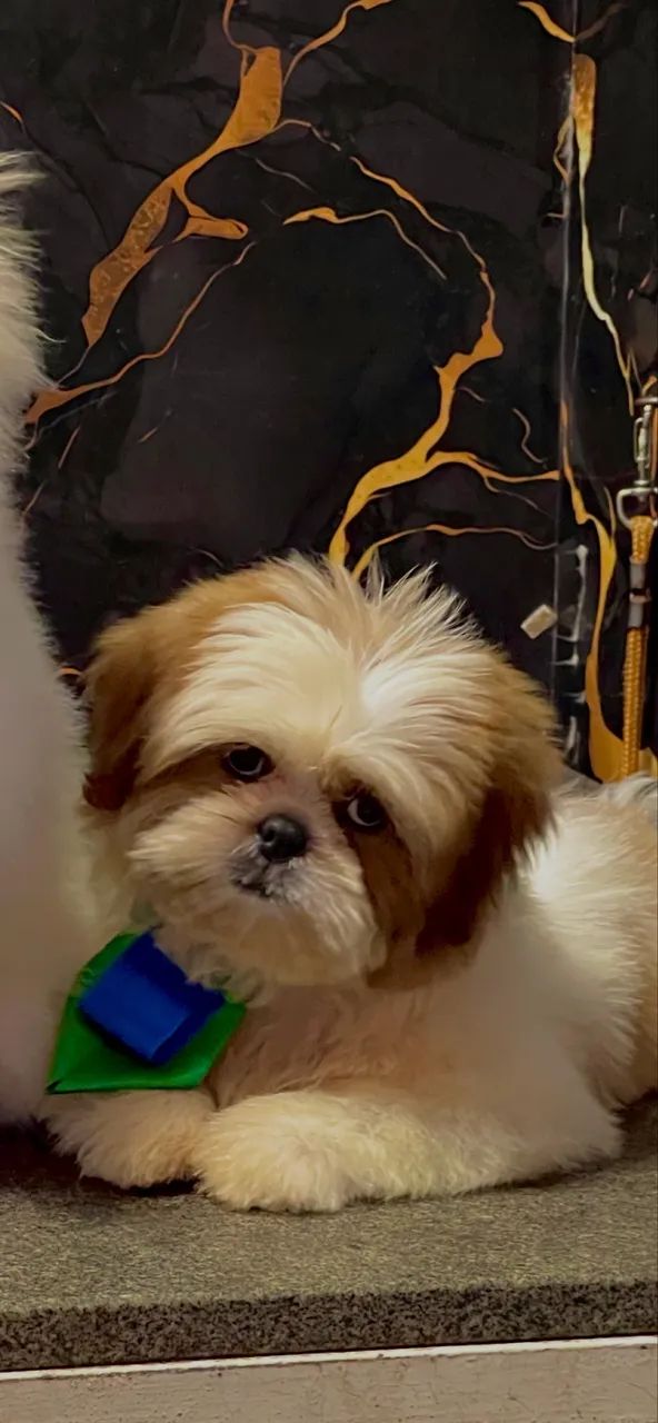 Cachorro - Foto 2