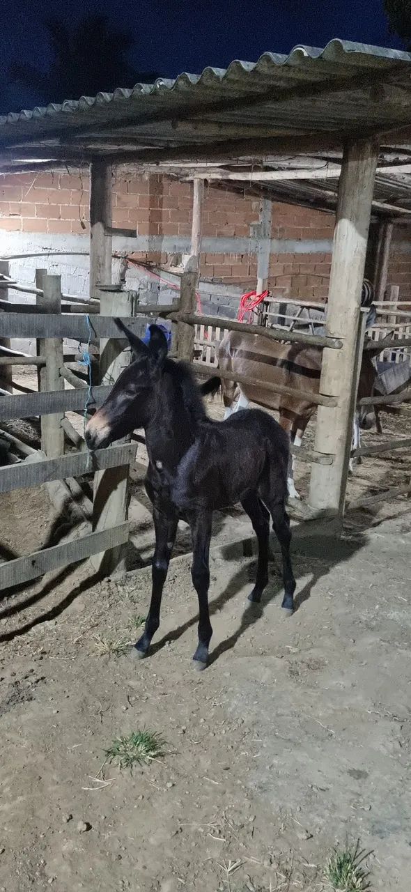 Mula preta de picada 