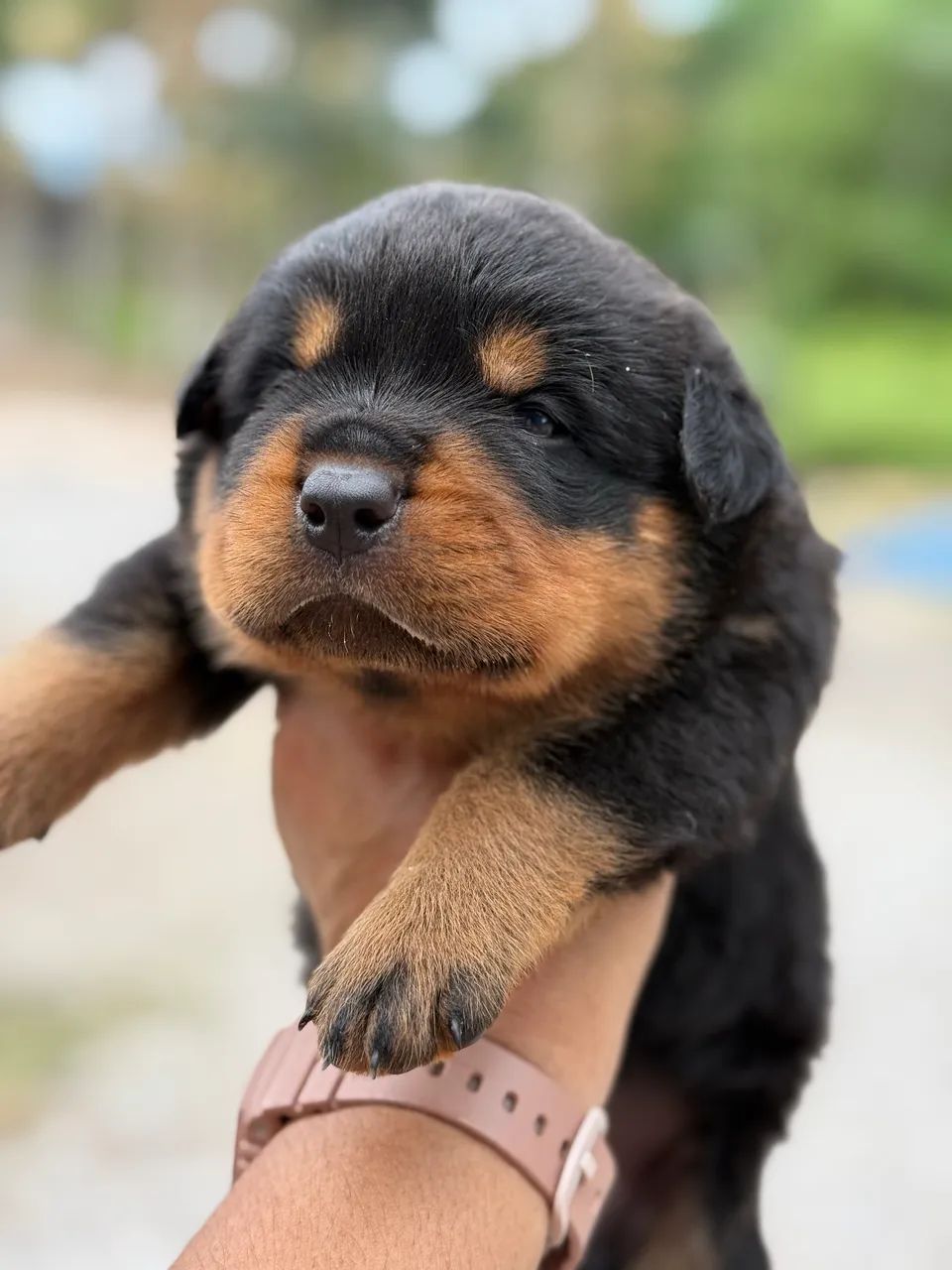 Filhotes dê rottweiler  - Foto 5