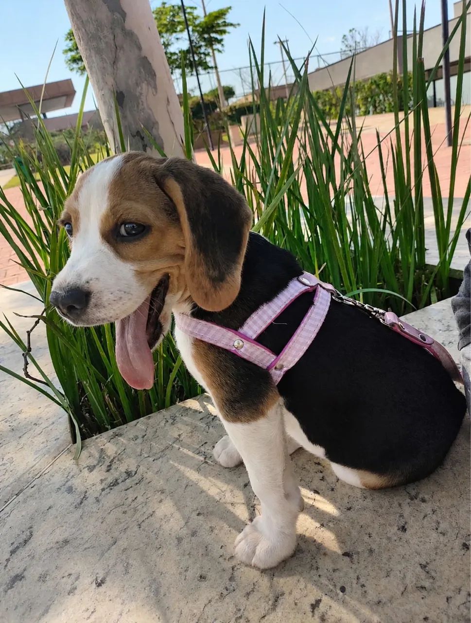 Beagle