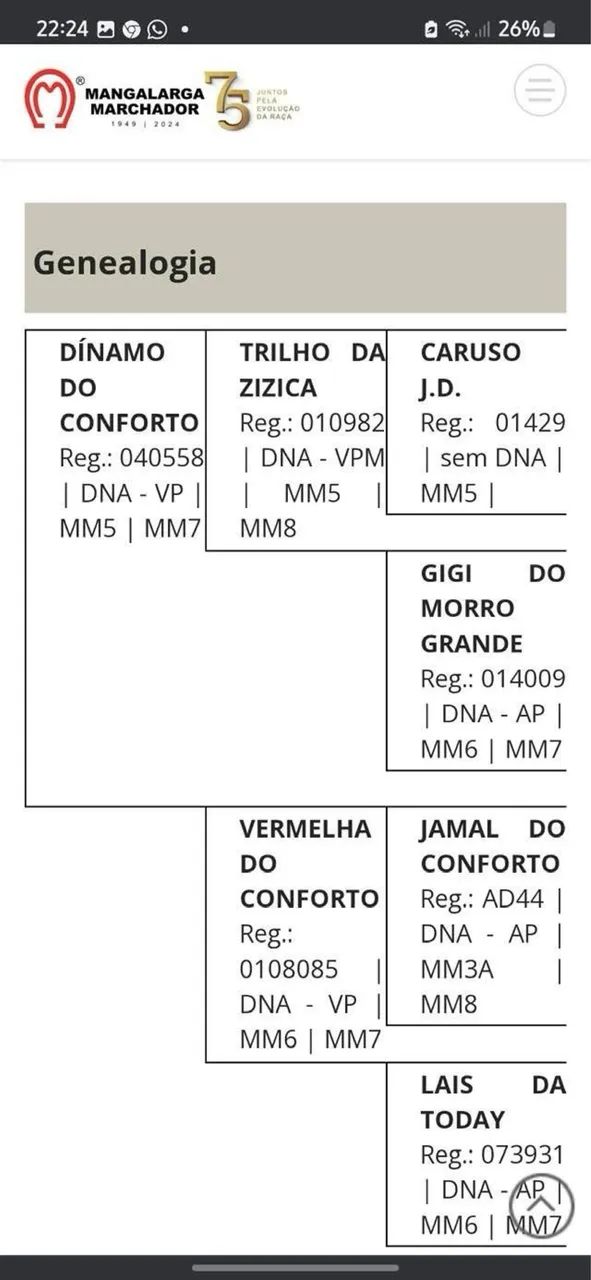 Cavalo  - Foto 4