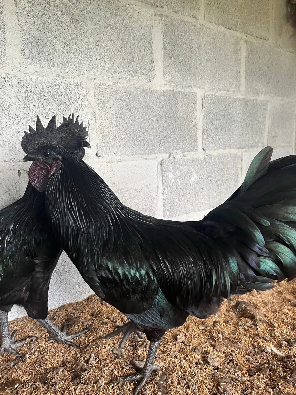 Galo ayam cemani - Foto 4