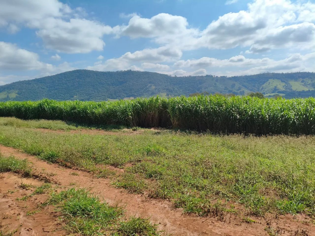 Silagem de capim Açu  - Foto 4