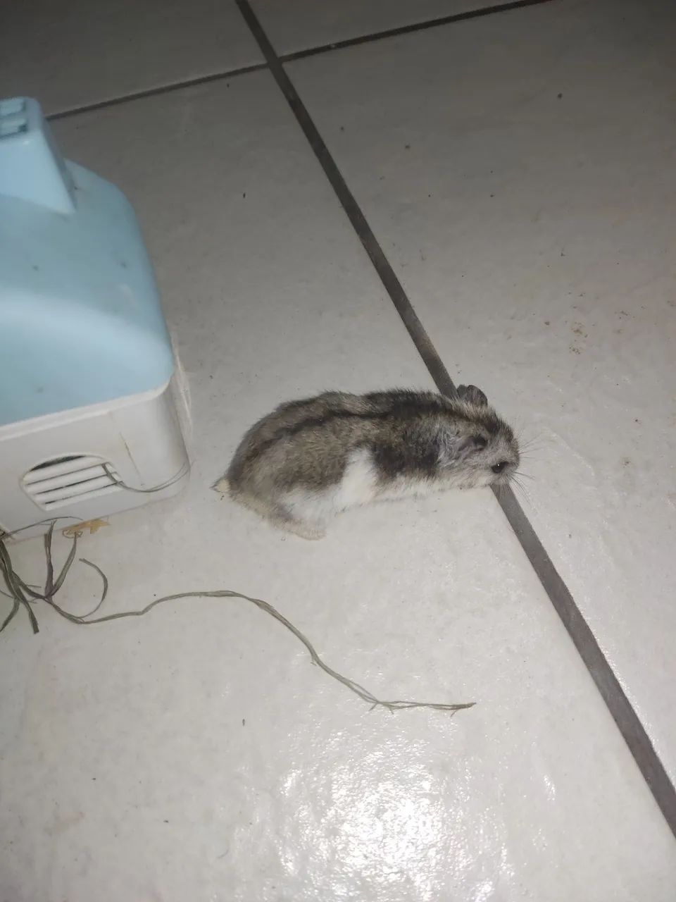 VENDO HAMSTER ?  - Foto 5