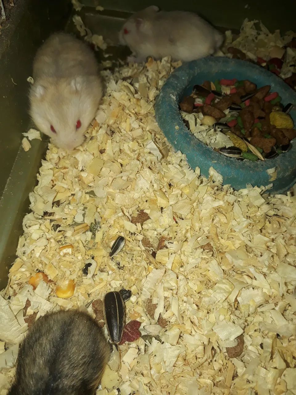 Anão russo - Foto 2