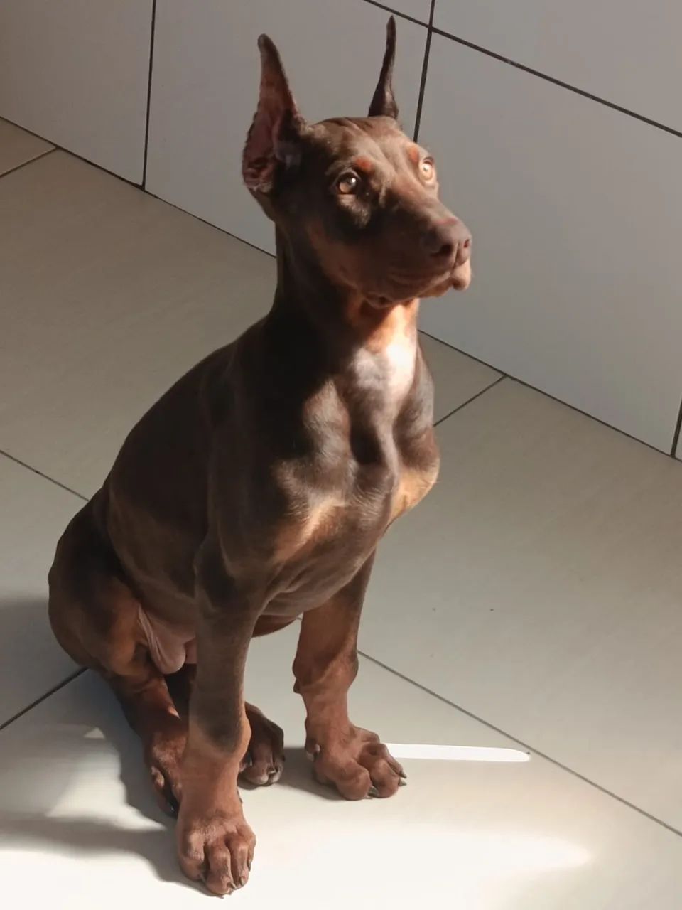 Filhote de doberman 