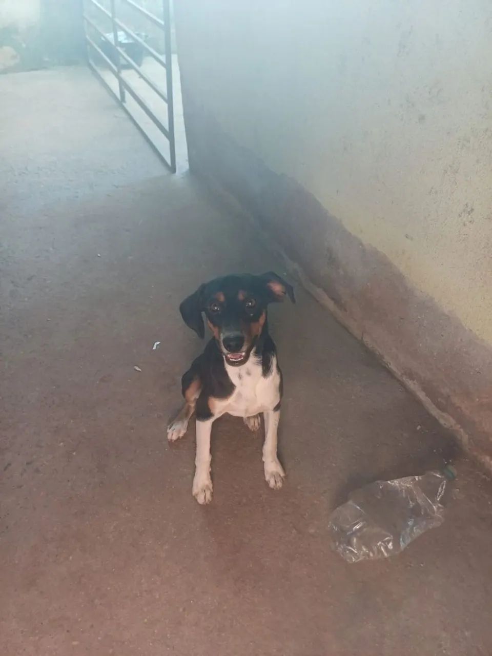 Doação de cachorros - Foto 2