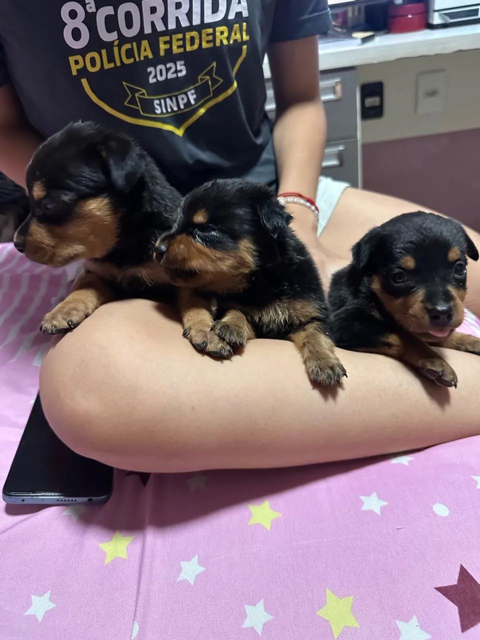 vende filhotes de rotweiller