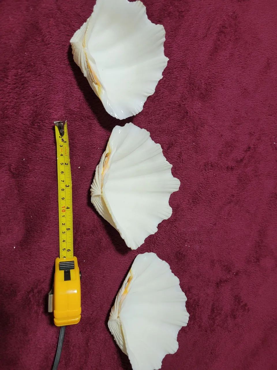 Conchas Hippopus hippopus conjunto 