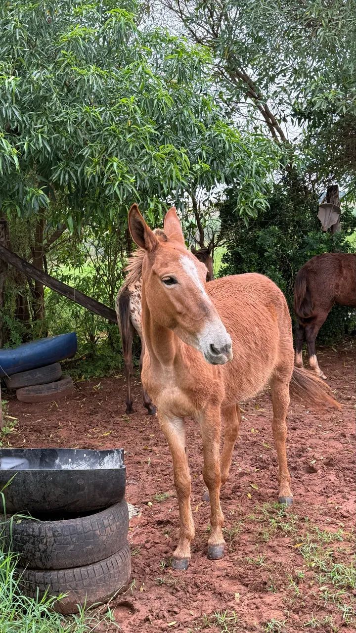 Mula de Confiança  - Foto 4