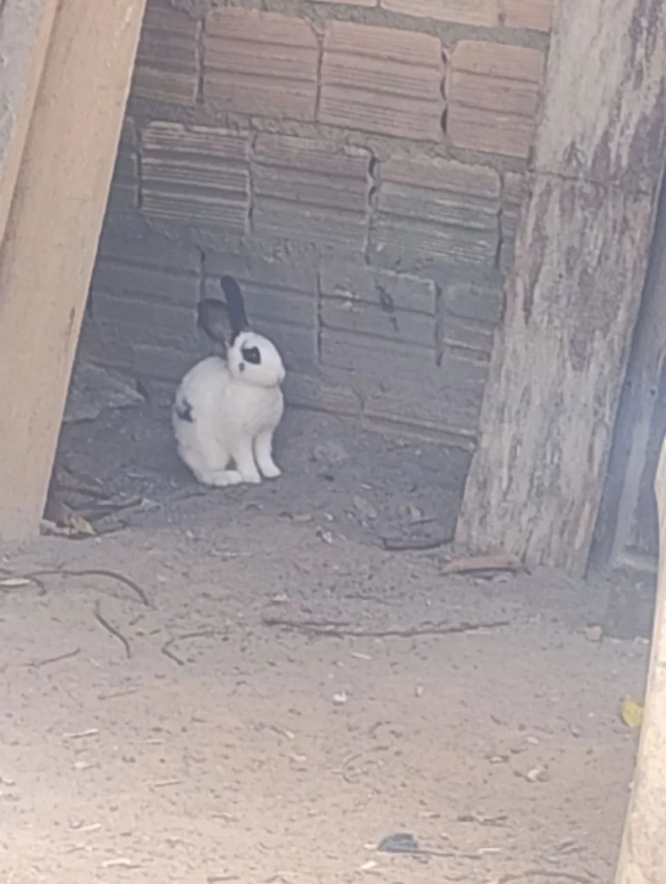 Vende se coelho 