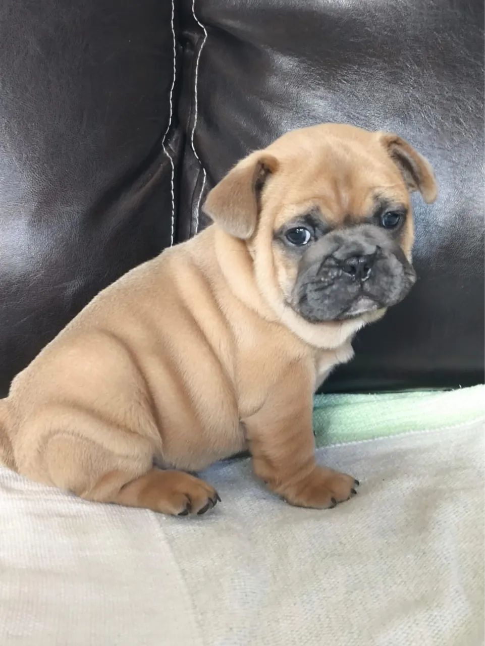 Buldogue francês macho  - Foto 3