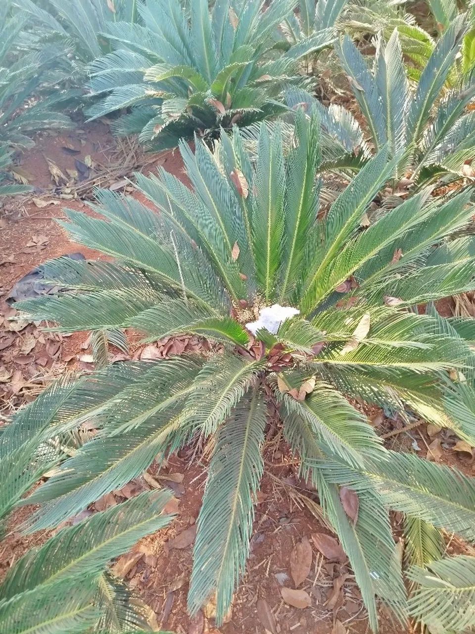 Cica revoluta**" - Foto 4