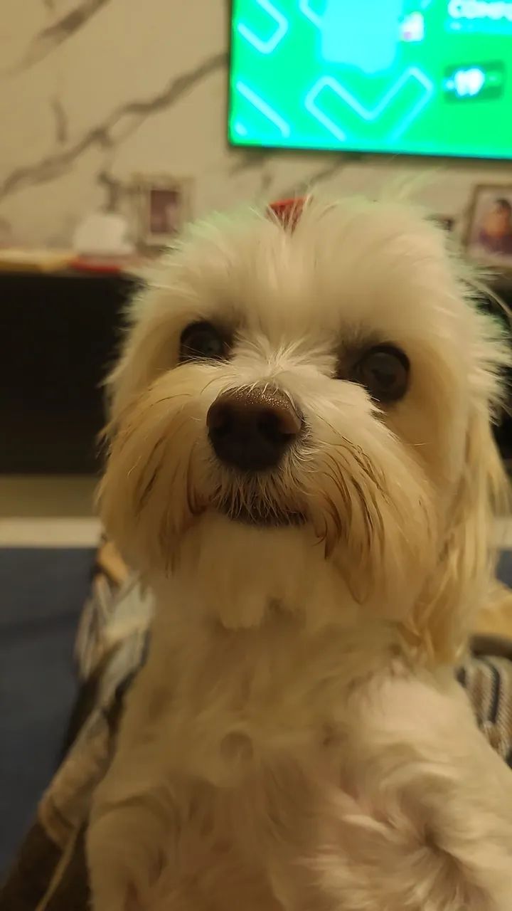 Procua cachorro malte