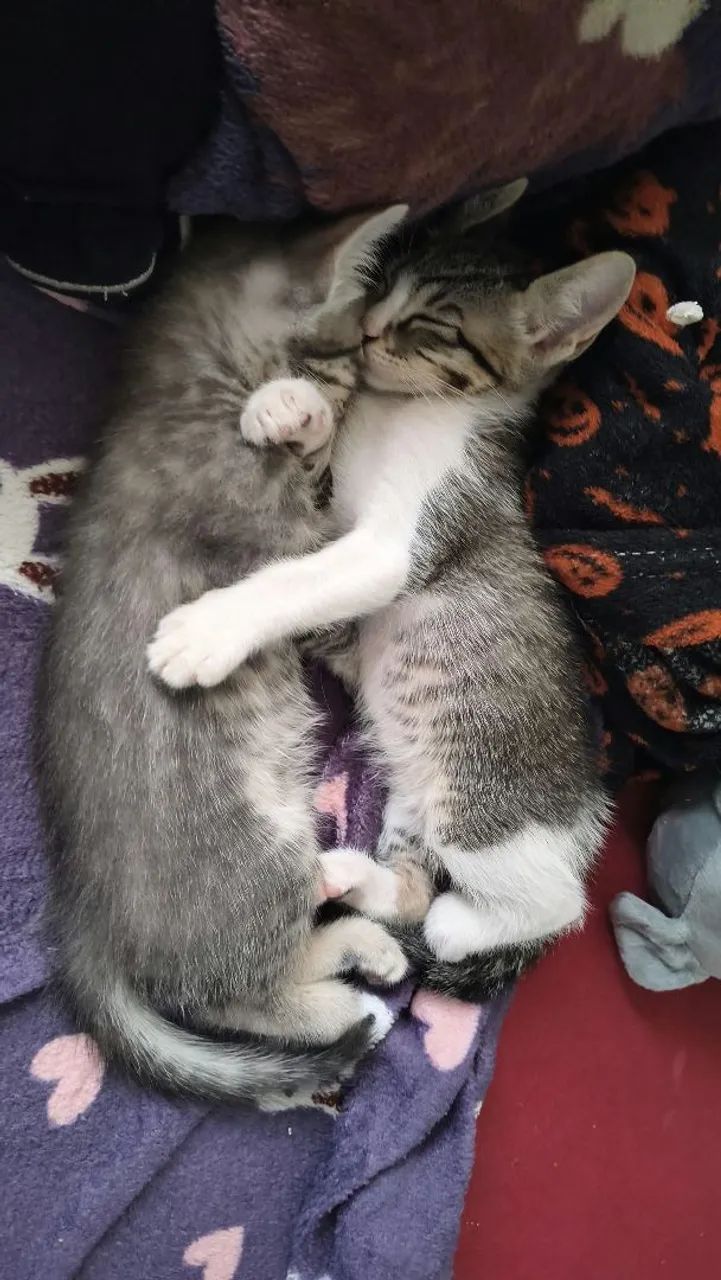 DOAÇÃO DE GATOS