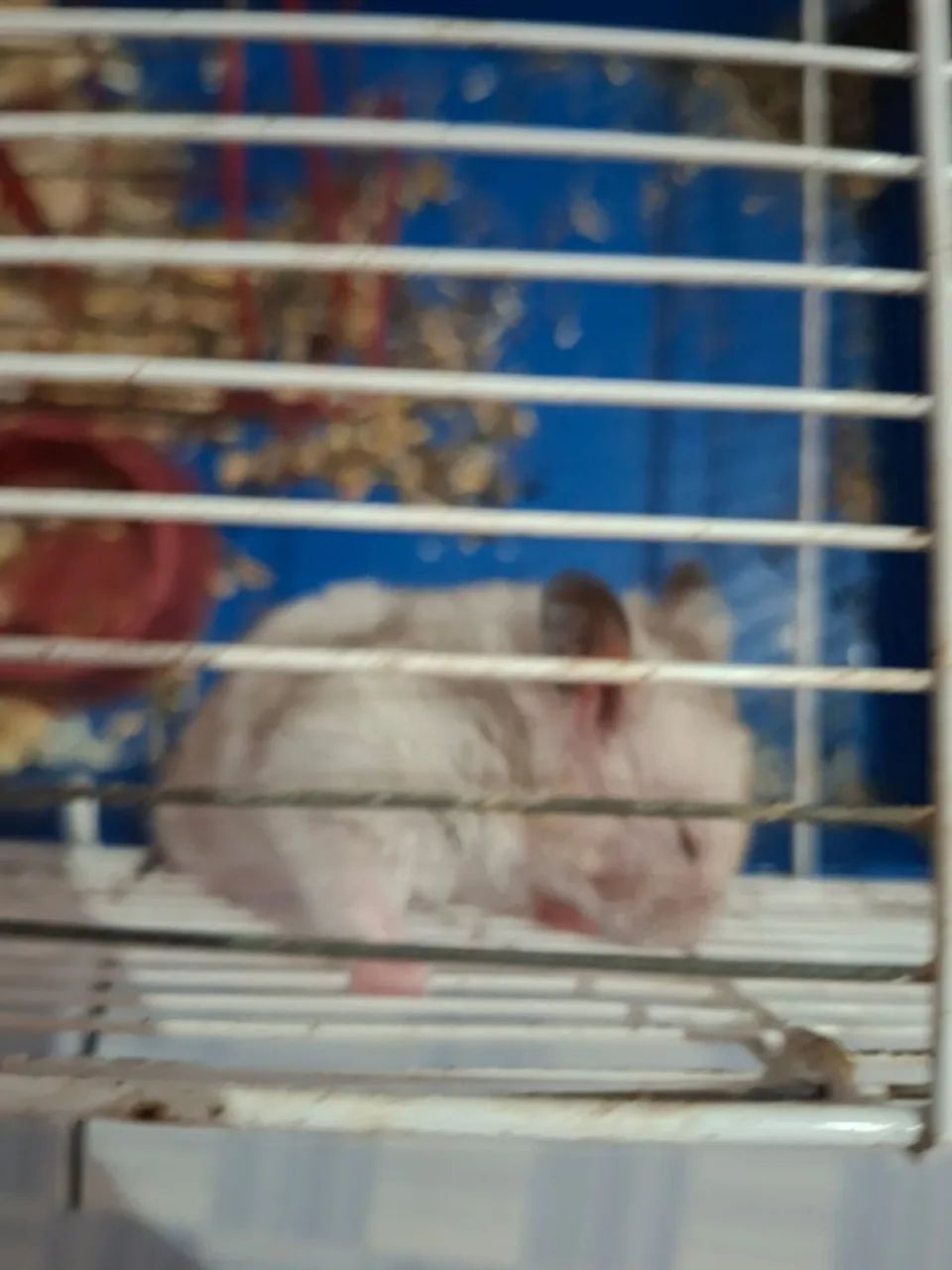Hamsters - Foto 5