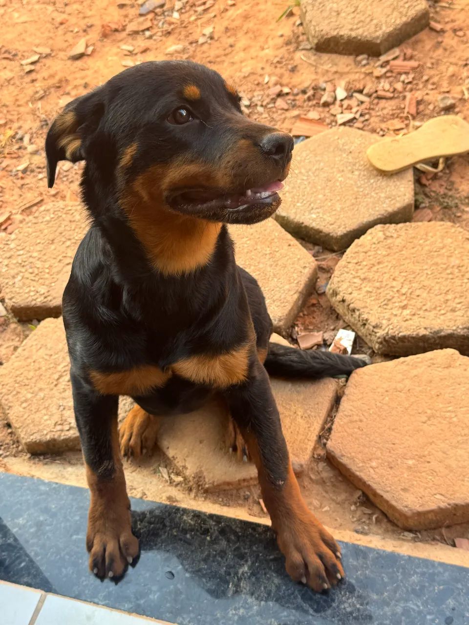 Filhote de Rottweiler - Foto 3