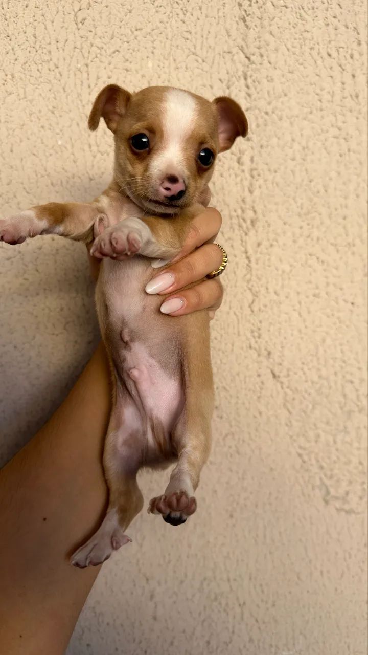 Pinscher macho  - Foto 2