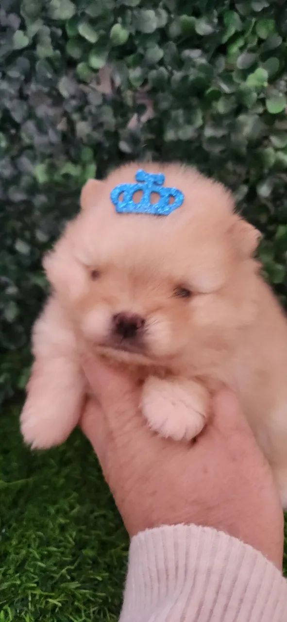 Lulu pomerania  - Foto 2
