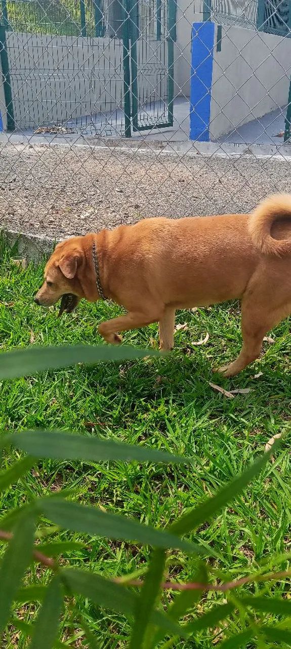 Chow Chow super protetor - Foto 5