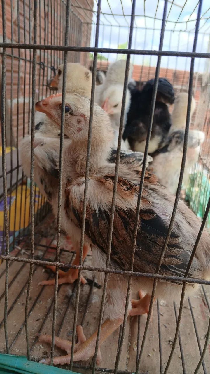 Vendo lote com nove pintinhos machos caipira original  - Foto 2