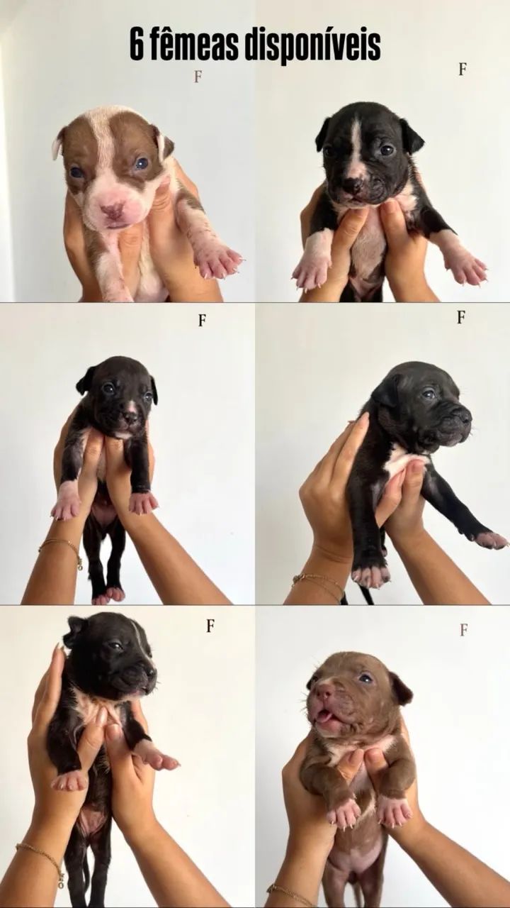 Filhotes Pitbull  - Foto 3