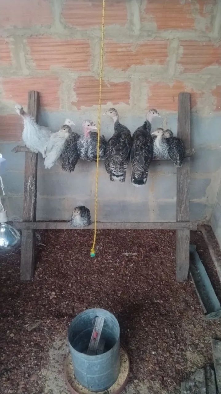 Vendo filhotes de peru