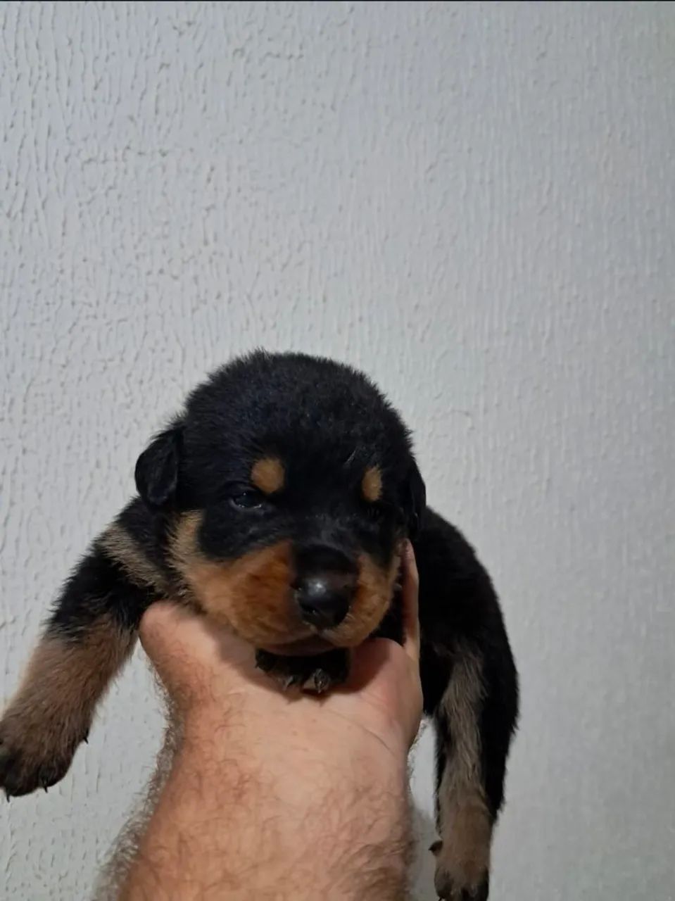 FILHOTES DE ROTTWEILER  - Foto 4