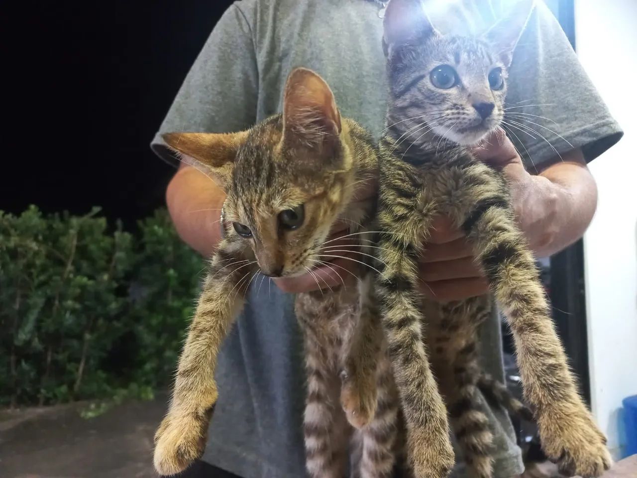 Gato fêmea para adoção 