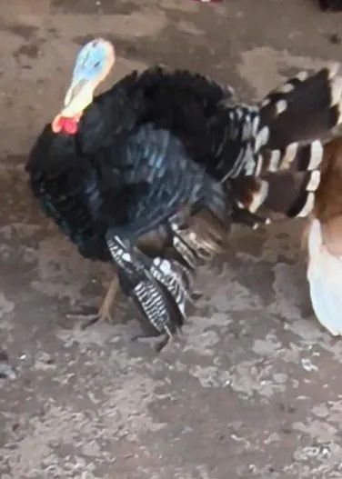 Peru macho - Foto 2