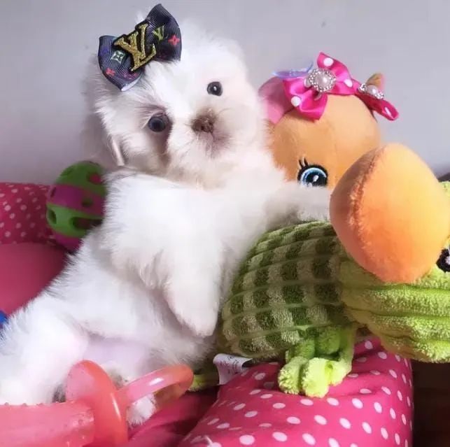 Shihtzu disponíveis para reserva 