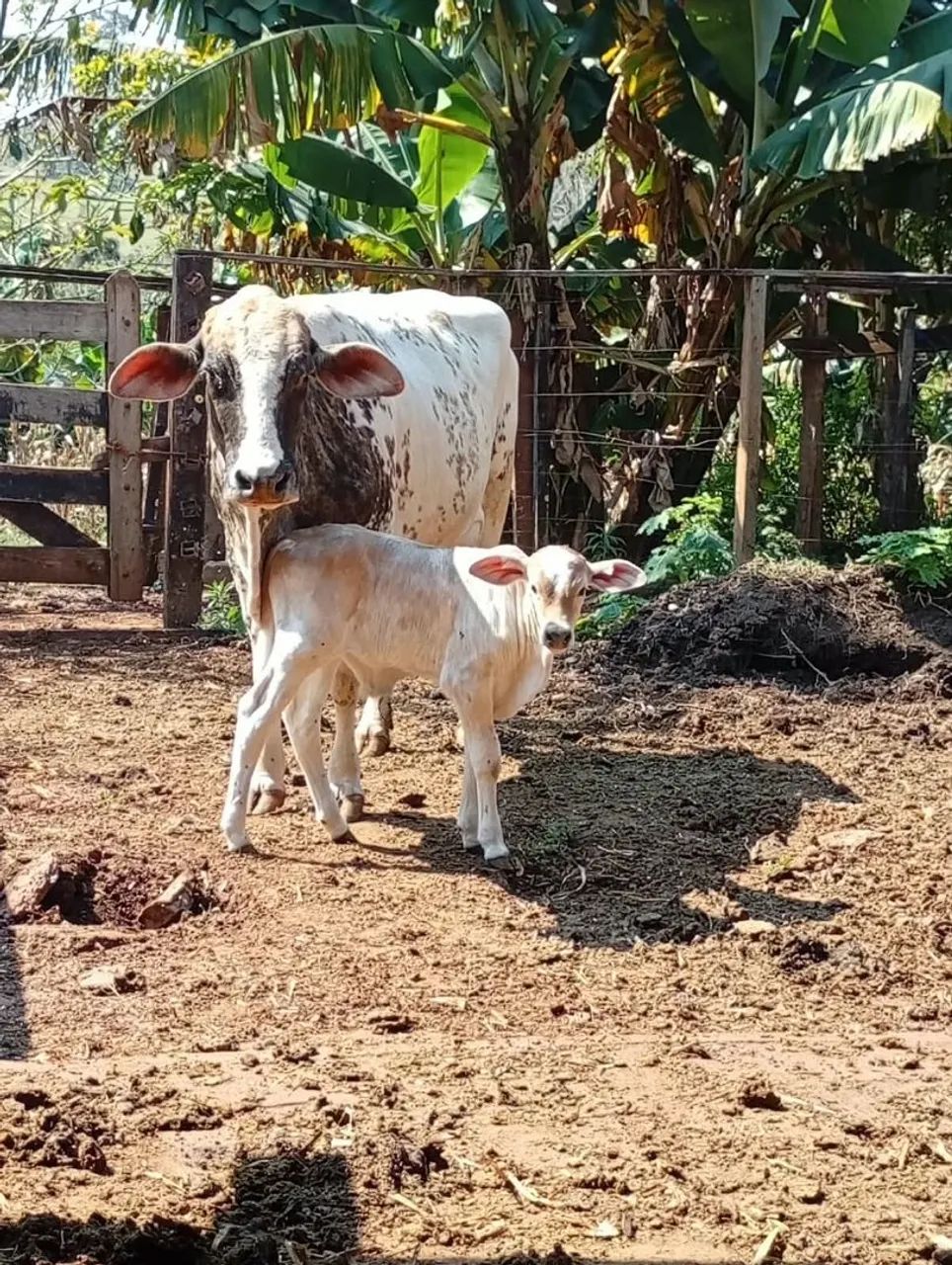 Vaca de leite  - Foto 3