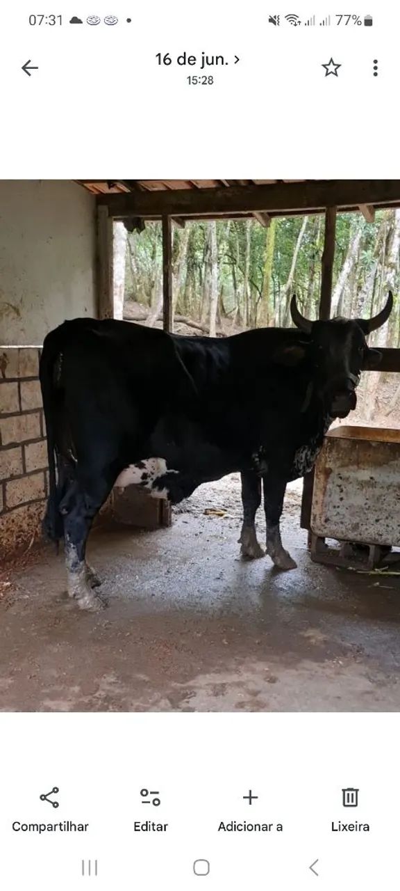  Vaca,boi e cabra