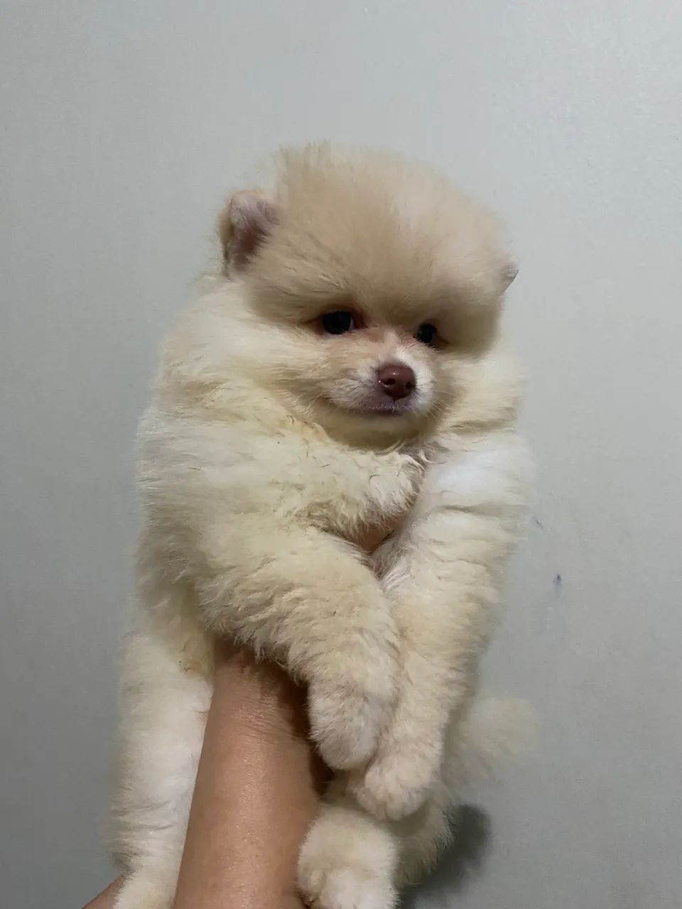 Cachorro Spitz Alemão - Foto 5
