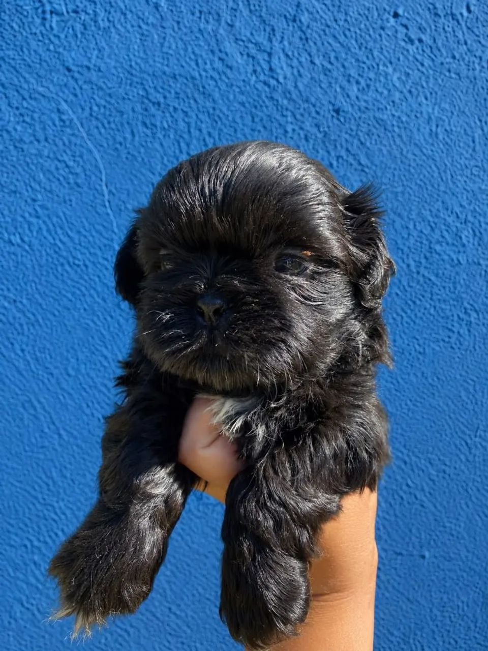 Shihtzu  - Foto 2