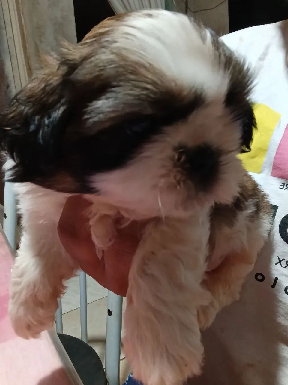 Cachorro Shitzu  - Foto 2
