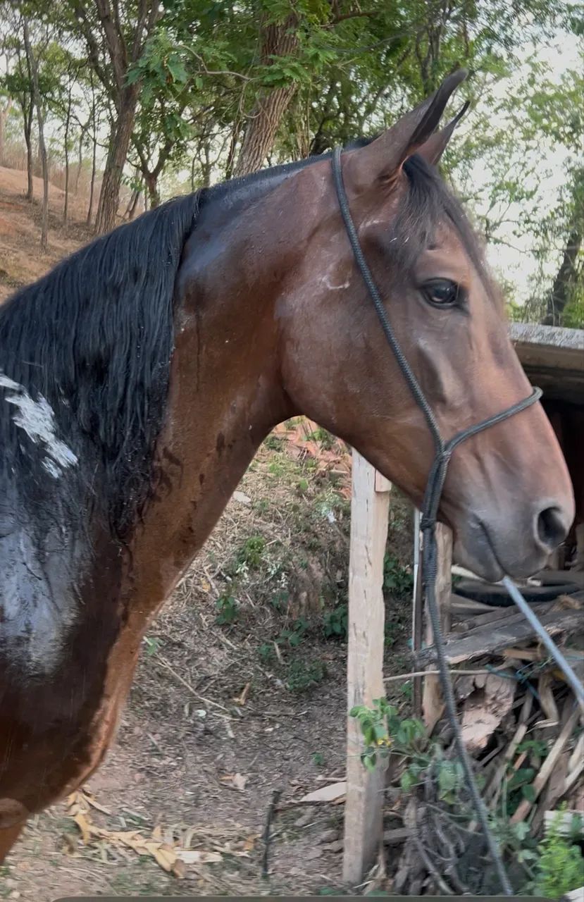 Cavalo  - Foto 5