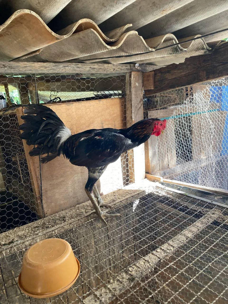 Frango  - Foto 4