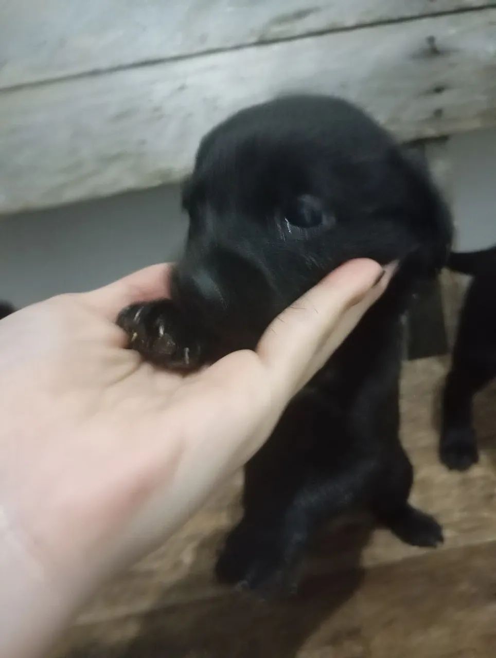 Doação de cachorros filhotes. - Foto 3