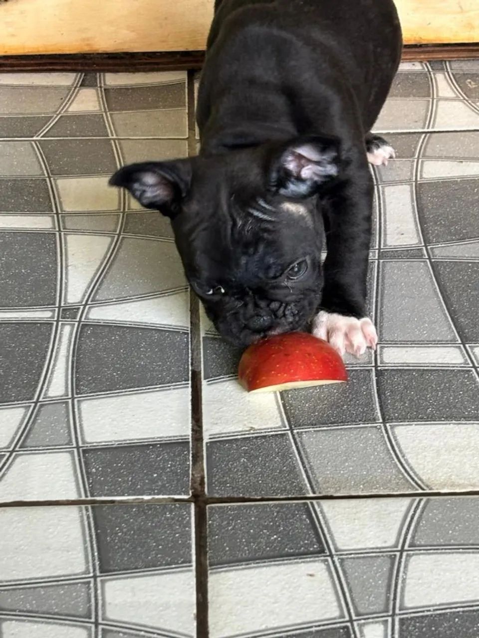 Bulldog francês macho  - Foto 2