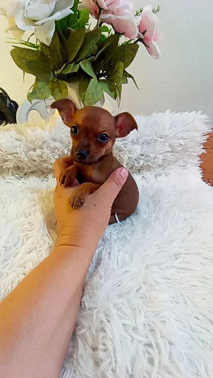 Pinscher zerinho macho( 2 meses) - Foto 4