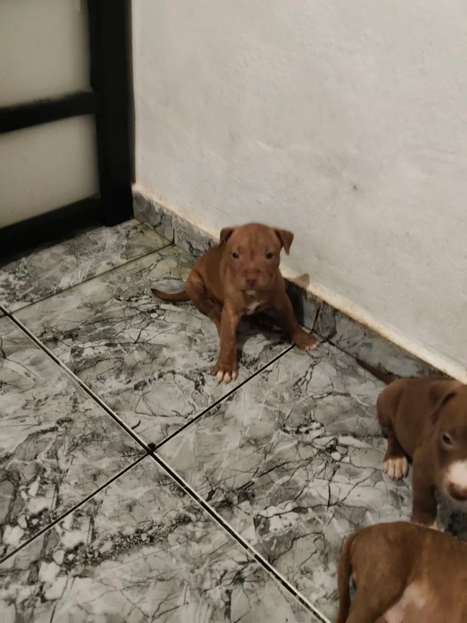 Pitt Bull  - Foto 2